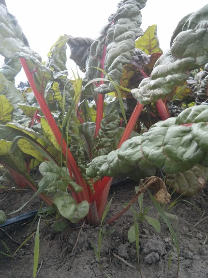 Ateliers et ressources sur le jardinage 2021 à Ottawa