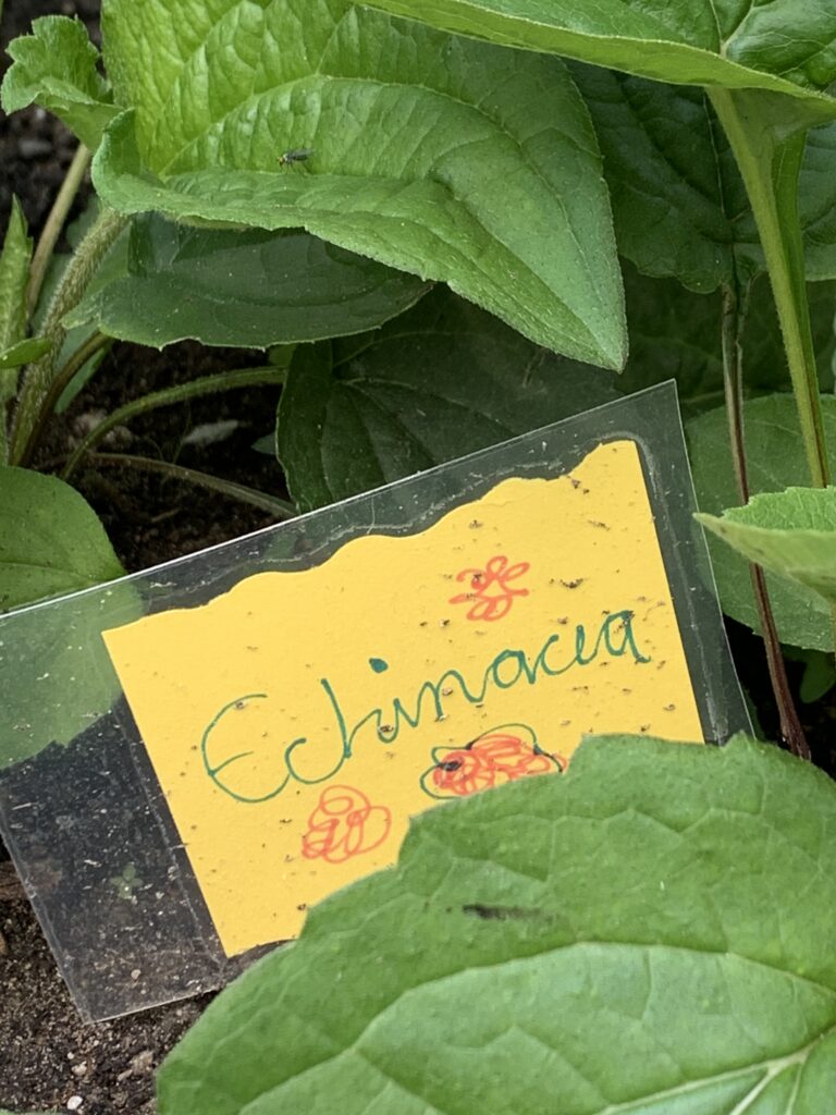 com garden echinacea